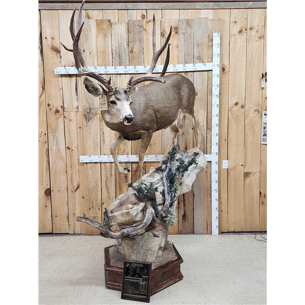 Spectacular 190 5/8" Net Typical Mule Deer Full Body Taxidermy Mount