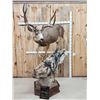 Image 1 : Spectacular 190 5/8" Net Typical Mule Deer Full Body Taxidermy Mount