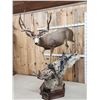 Image 2 : Spectacular 190 5/8" Net Typical Mule Deer Full Body Taxidermy Mount