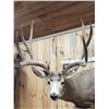 Image 3 : Spectacular 190 5/8" Net Typical Mule Deer Full Body Taxidermy Mount