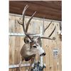 Image 4 : Spectacular 190 5/8" Net Typical Mule Deer Full Body Taxidermy Mount