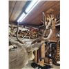 Image 5 : Spectacular 190 5/8" Net Typical Mule Deer Full Body Taxidermy Mount