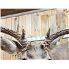 Image 6 : Spectacular 190 5/8" Net Typical Mule Deer Full Body Taxidermy Mount
