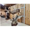 Image 7 : Spectacular 190 5/8" Net Typical Mule Deer Full Body Taxidermy Mount