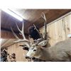 Image 8 : Spectacular 190 5/8" Net Typical Mule Deer Full Body Taxidermy Mount