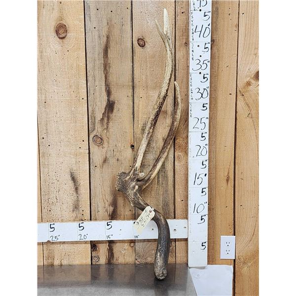 Rare Double Main Beam Elk Shed Antler With Giant Droptine