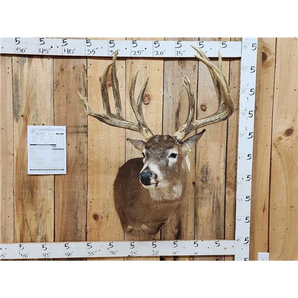 189 3/8" " Wild Missouri Whitetail Shoulder Mount Taxidermy