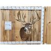 Image 1 : 189 3/8" " Wild Missouri Whitetail Shoulder Mount Taxidermy