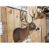 Image 2 : 189 3/8" " Wild Missouri Whitetail Shoulder Mount Taxidermy