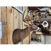 Image 3 : 189 3/8" " Wild Missouri Whitetail Shoulder Mount Taxidermy