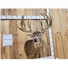 Image 4 : 189 3/8" " Wild Missouri Whitetail Shoulder Mount Taxidermy