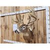 Image 5 : 189 3/8" " Wild Missouri Whitetail Shoulder Mount Taxidermy