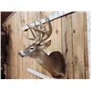 Image 6 : 189 3/8" " Wild Missouri Whitetail Shoulder Mount Taxidermy