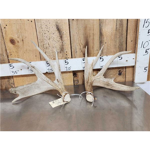 Heavy Mass Main Frame 4x4 Whitetail Shed Antlers
