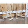 Image 1 : Heavy Mass Main Frame 4x4 Whitetail Shed Antlers
