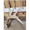 Image 2 : Heavy Mass Main Frame 4x4 Whitetail Shed Antlers