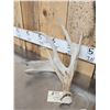 Image 3 : Heavy Mass Main Frame 4x4 Whitetail Shed Antlers