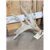 Image 4 : Heavy Mass Main Frame 4x4 Whitetail Shed Antlers