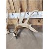 Image 5 : Heavy Mass Main Frame 4x4 Whitetail Shed Antlers