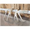 Image 7 : Heavy Mass Main Frame 4x4 Whitetail Shed Antlers