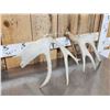 Image 8 : Heavy Mass Main Frame 4x4 Whitetail Shed Antlers
