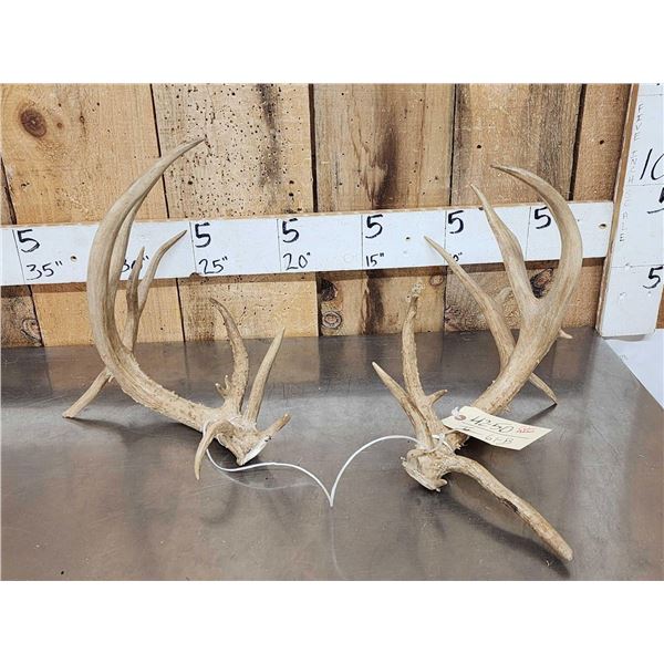 Set Of Main Frame 4x4 Whitetail Shed Antlers