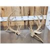 Image 1 : Set Of Main Frame 4x4 Whitetail Shed Antlers
