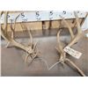 Image 2 : Set Of Main Frame 4x4 Whitetail Shed Antlers