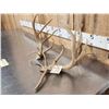 Image 3 : Set Of Main Frame 4x4 Whitetail Shed Antlers