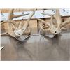 Image 5 : Set Of Main Frame 4x4 Whitetail Shed Antlers