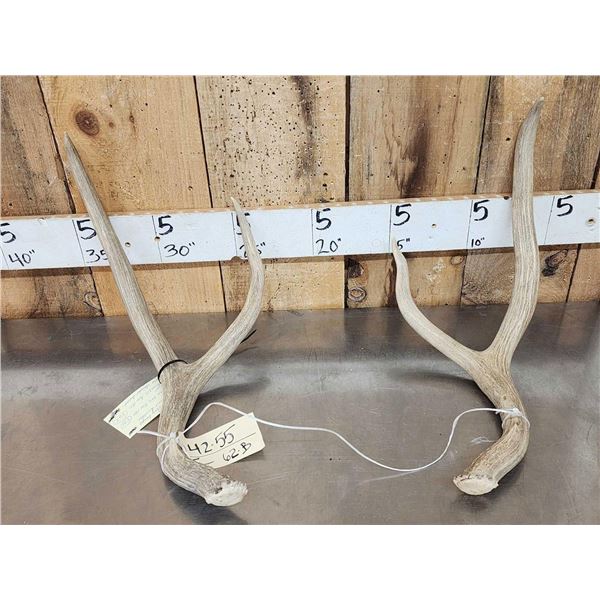 Big Set Of 2x2 Mule Deer Shed Antlers