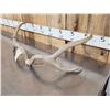 Image 3 : Big Set Of 2x2 Mule Deer Shed Antlers