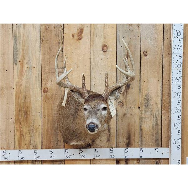 Main Frame 5x5 Whitetail Shoulder Mount Taxidermy