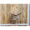 Image 1 : Main Frame 5x5 Whitetail Shoulder Mount Taxidermy