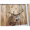 Image 2 : Main Frame 5x5 Whitetail Shoulder Mount Taxidermy