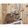 Image 3 : Main Frame 5x5 Whitetail Shoulder Mount Taxidermy