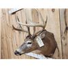 Image 4 : Main Frame 5x5 Whitetail Shoulder Mount Taxidermy