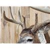 Image 5 : Main Frame 5x5 Whitetail Shoulder Mount Taxidermy