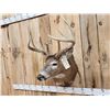 Image 6 : Main Frame 5x5 Whitetail Shoulder Mount Taxidermy