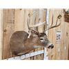 Image 7 : Main Frame 5x5 Whitetail Shoulder Mount Taxidermy