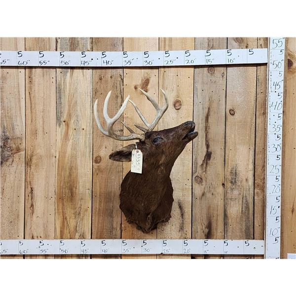 Rare Melanistic Whitetail Shoulder Mount Taxidermy