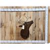 Image 1 : Rare Melanistic Whitetail Shoulder Mount Taxidermy