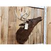 Image 2 : Rare Melanistic Whitetail Shoulder Mount Taxidermy