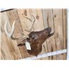 Image 3 : Rare Melanistic Whitetail Shoulder Mount Taxidermy