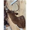 Image 4 : Rare Melanistic Whitetail Shoulder Mount Taxidermy