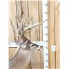 Image 10 : Texas Whitetail Nontypical Full Body Taxidermy Mount