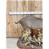 Image 11 : Texas Whitetail Nontypical Full Body Taxidermy Mount