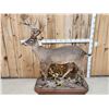 Image 1 : Texas Whitetail Nontypical Full Body Taxidermy Mount