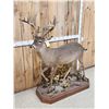 Image 2 : Texas Whitetail Nontypical Full Body Taxidermy Mount