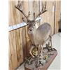 Image 3 : Texas Whitetail Nontypical Full Body Taxidermy Mount